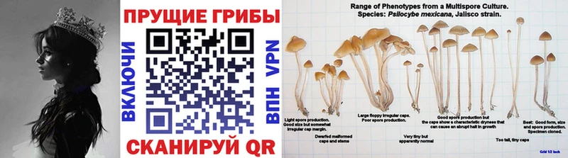 Галлюциногенные грибы MAGIC MUSHROOMS  мега tor  Нижний Новгород 